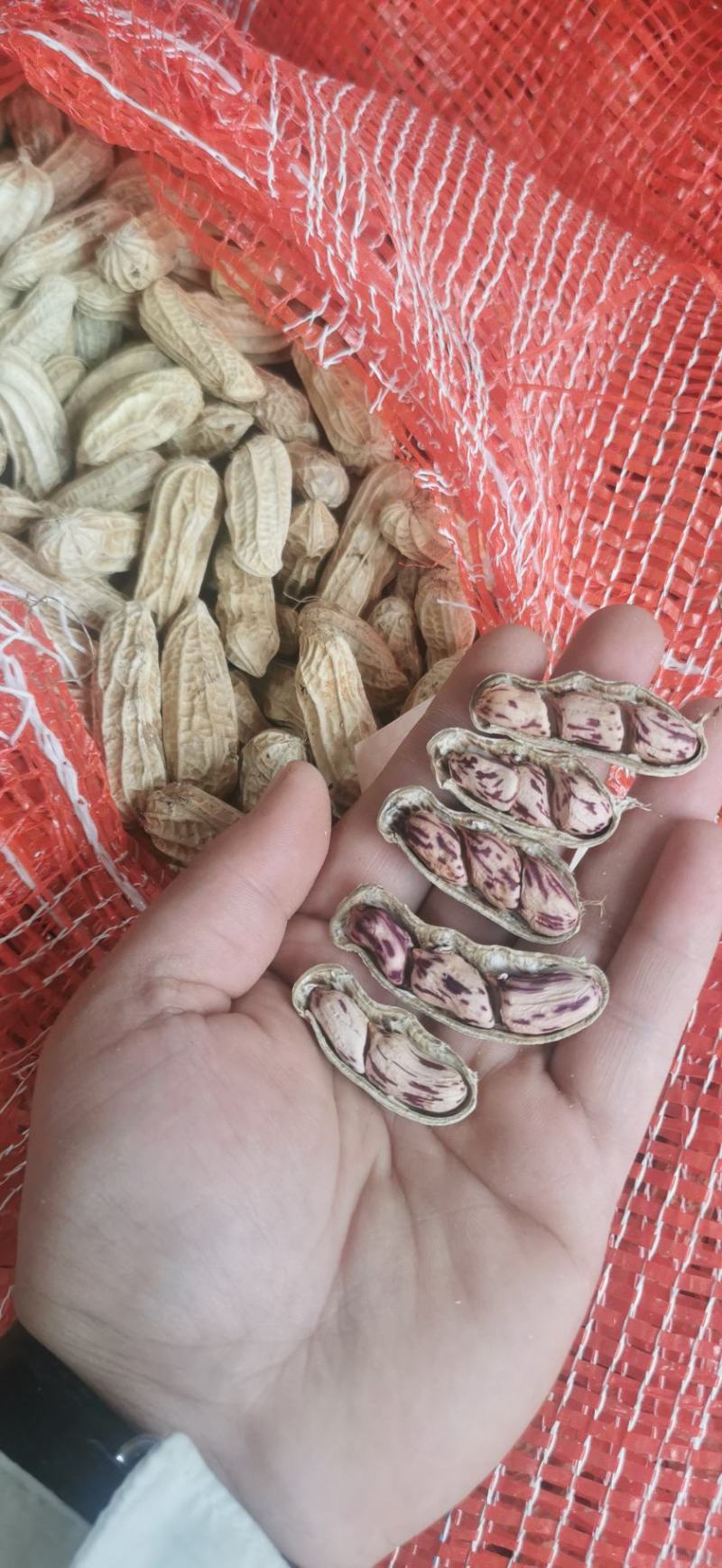 七彩花生七彩花生米云南七彩花生缅甸七彩花生产地直发