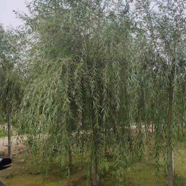 垂柳柳树3公4公5公分各规格齐青皮垂柳金丝垂柳竹柳量大