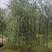 垂柳柳树3公4公5公分各规格齐青皮垂柳金丝垂柳竹柳量大