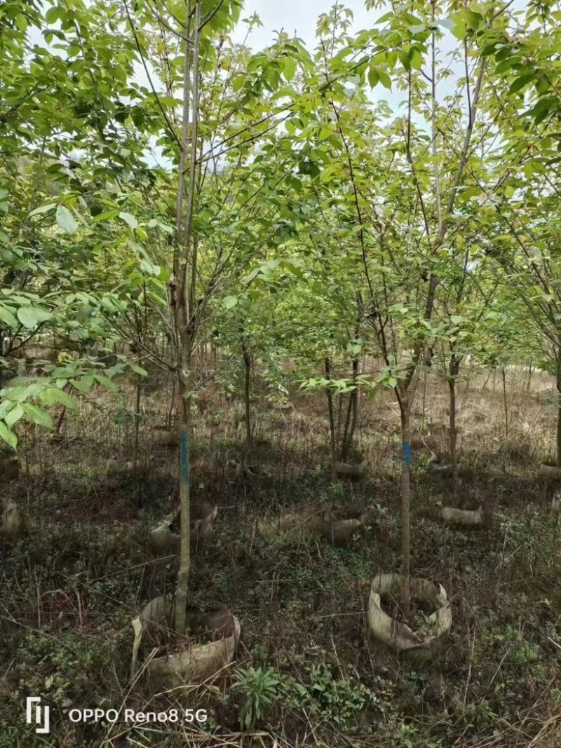 樱花各种规格各种品种出售，有需要的老板们欢迎来电洽谈合作