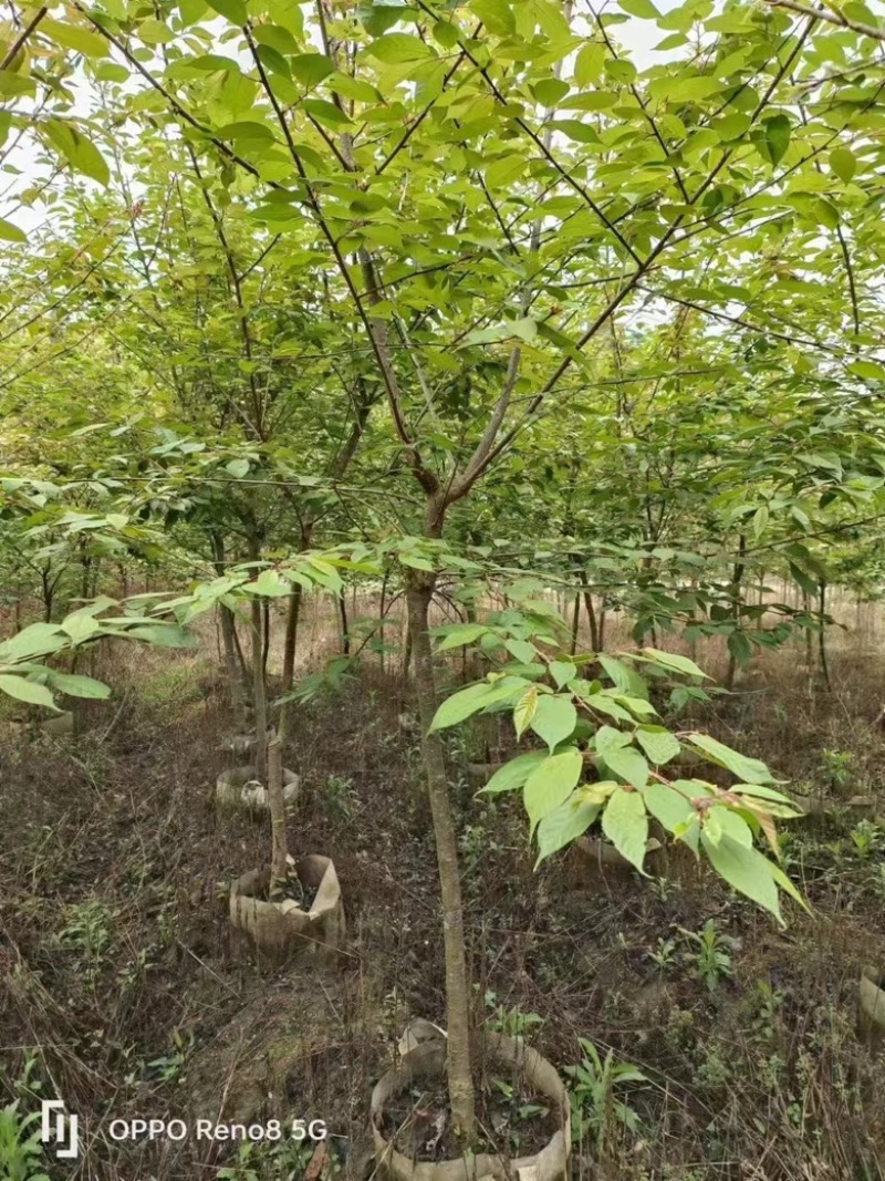 樱花各种规格各种品种出售，有需要的老板们欢迎来电洽谈合作