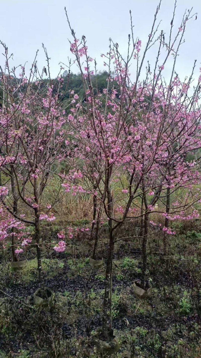 樱花各种规格各种品种出售，有需要的老板们欢迎来电洽谈合作