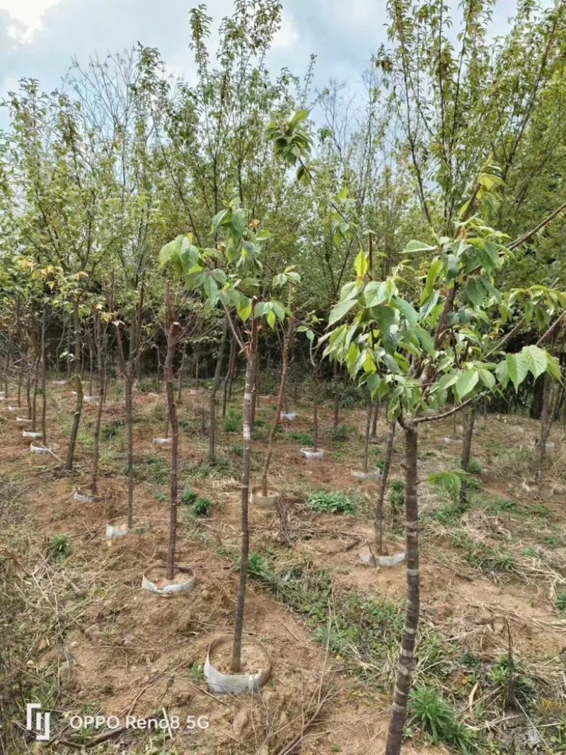 樱花各种规格各种品种出售，有需要的老板们欢迎来电洽谈合作