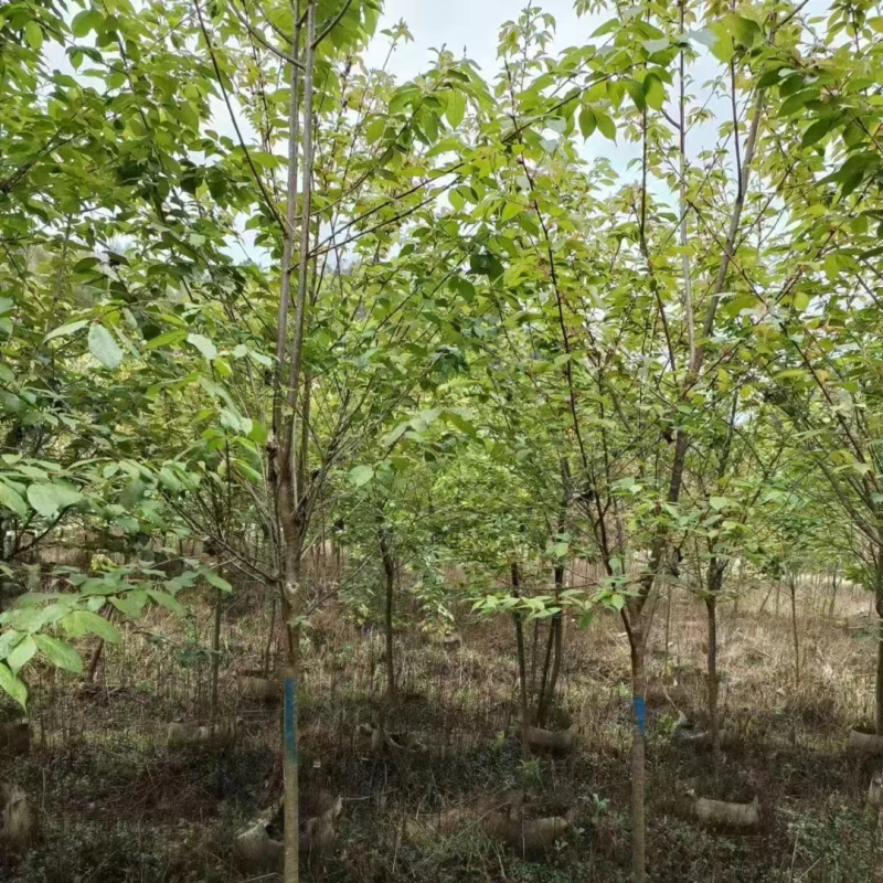 樱花各种规格各种品种出售，有需要的老板们欢迎来电洽谈合作