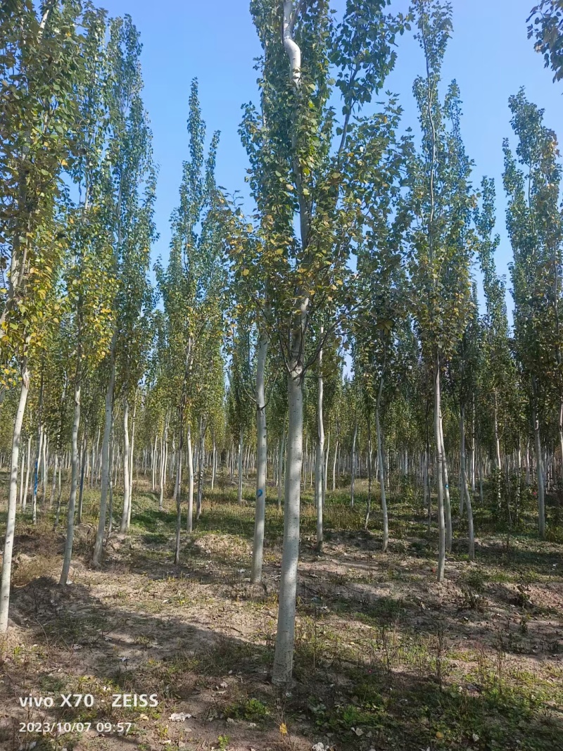 【杨树】新疆杨苗圃直发提供技术死苗补发欢迎咨询