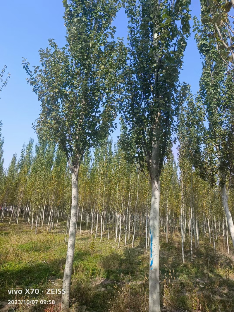 【杨树】新疆杨苗圃直发提供技术死苗补发欢迎咨询