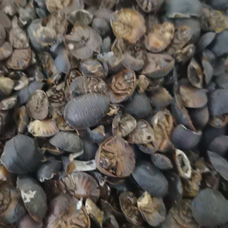 土元土元土鳖虫泽润中药批发零售各种中药材