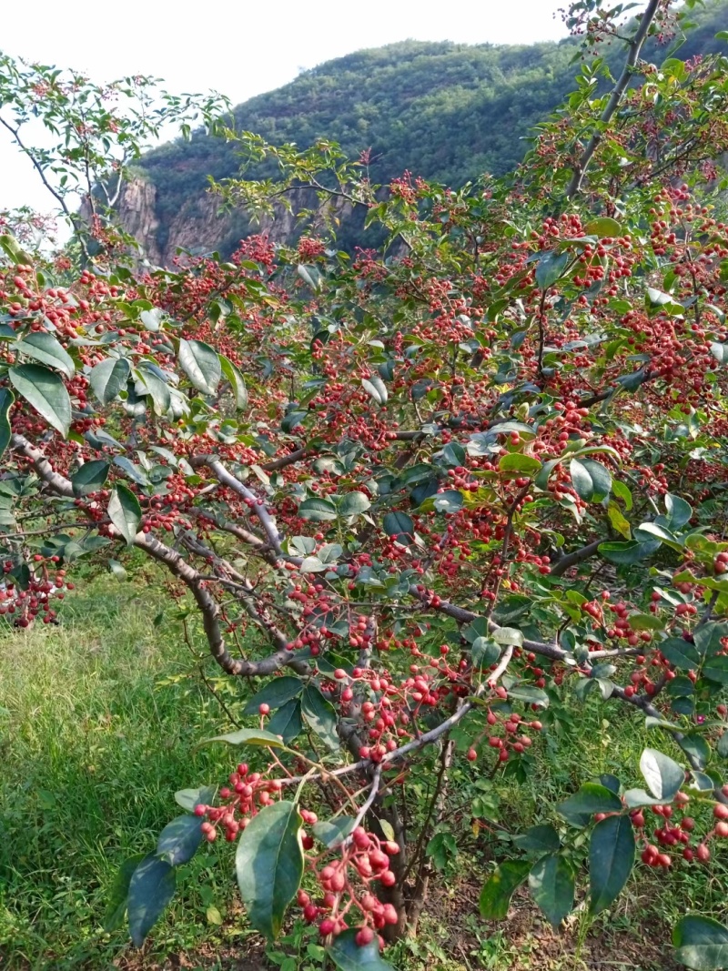 平山大红袍花椒