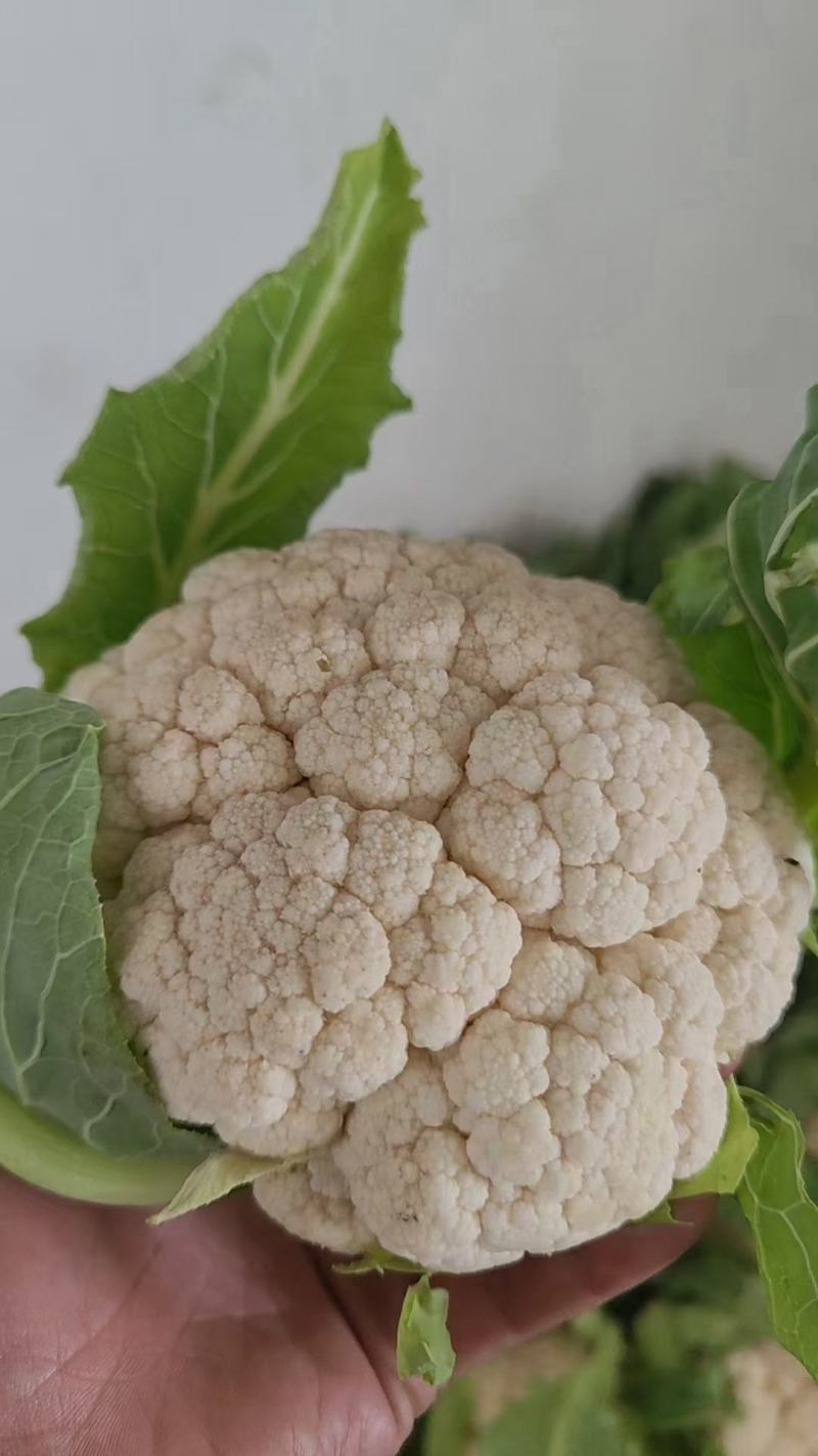 1-3斤菜花，花菜乳白紧花，市场，电商，产地直供全国代发