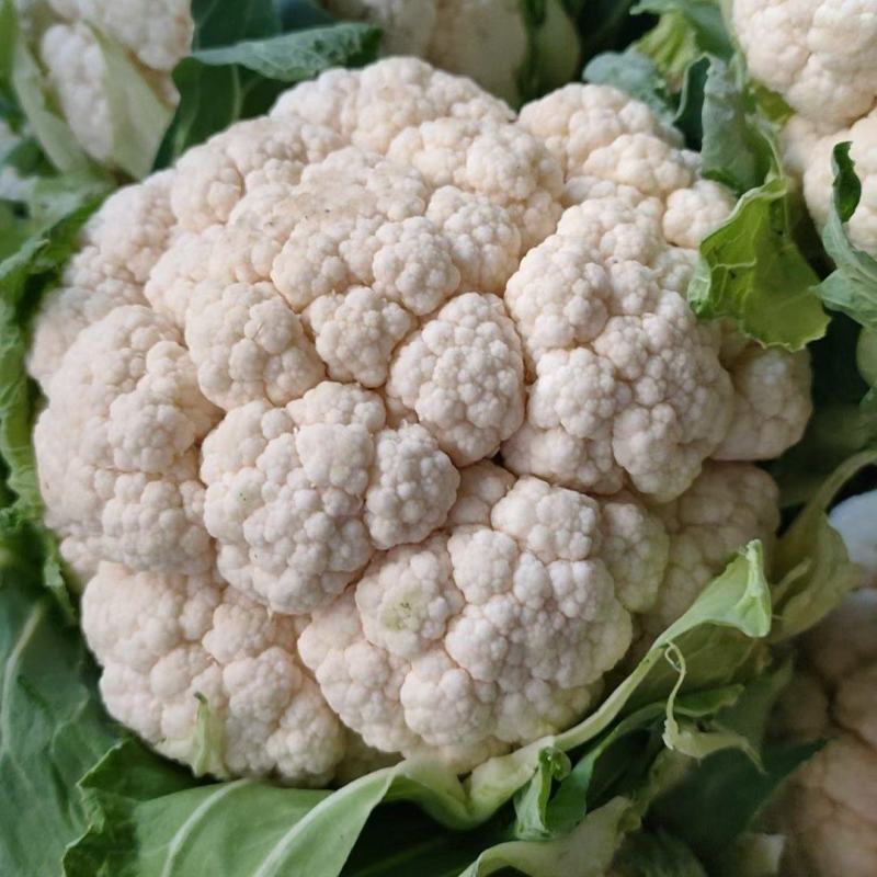 1-3斤菜花，花菜乳白紧花，市场，电商，产地直供全国代发