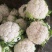1-3斤菜花，花菜乳白紧花，市场，电商，产地直供全国代发