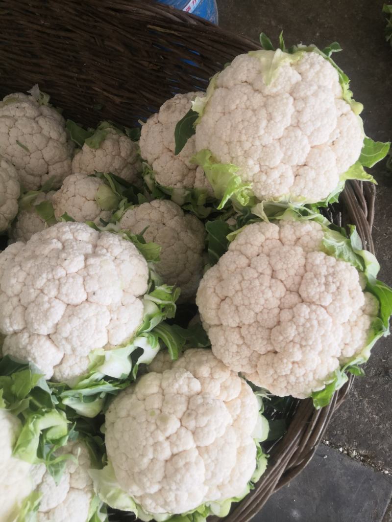 1-3斤菜花，花菜乳白紧花，市场，电商，产地直供全国代发