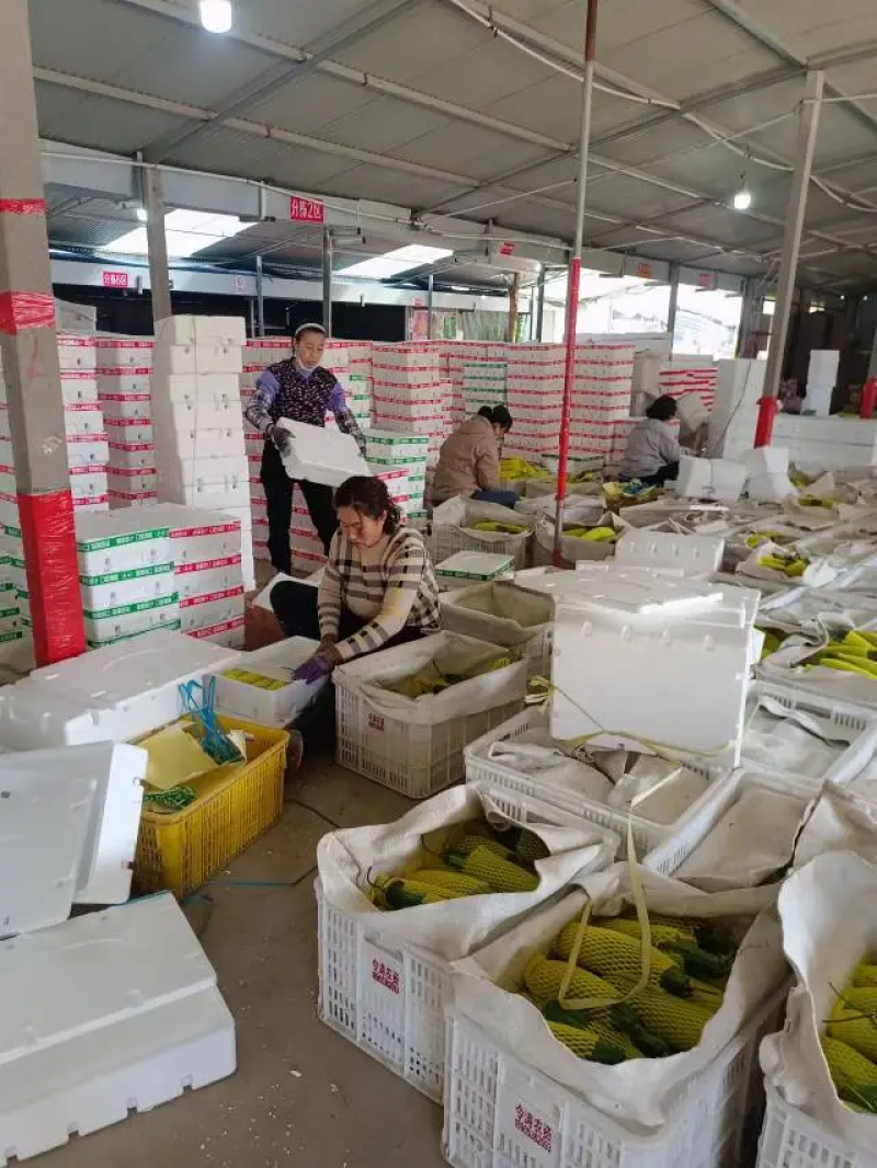 博洋甜瓜寿光产地直供品质严控供应全国档口电商社团商超