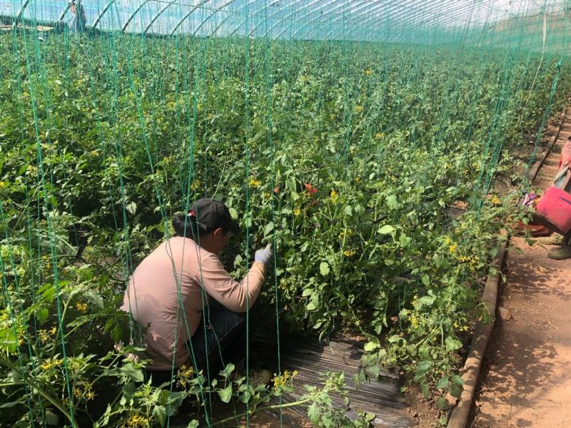 釜山88，全年供应小番茄