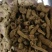 巴戟天巴戟肉中肉泽润中药批发零售各种中药材