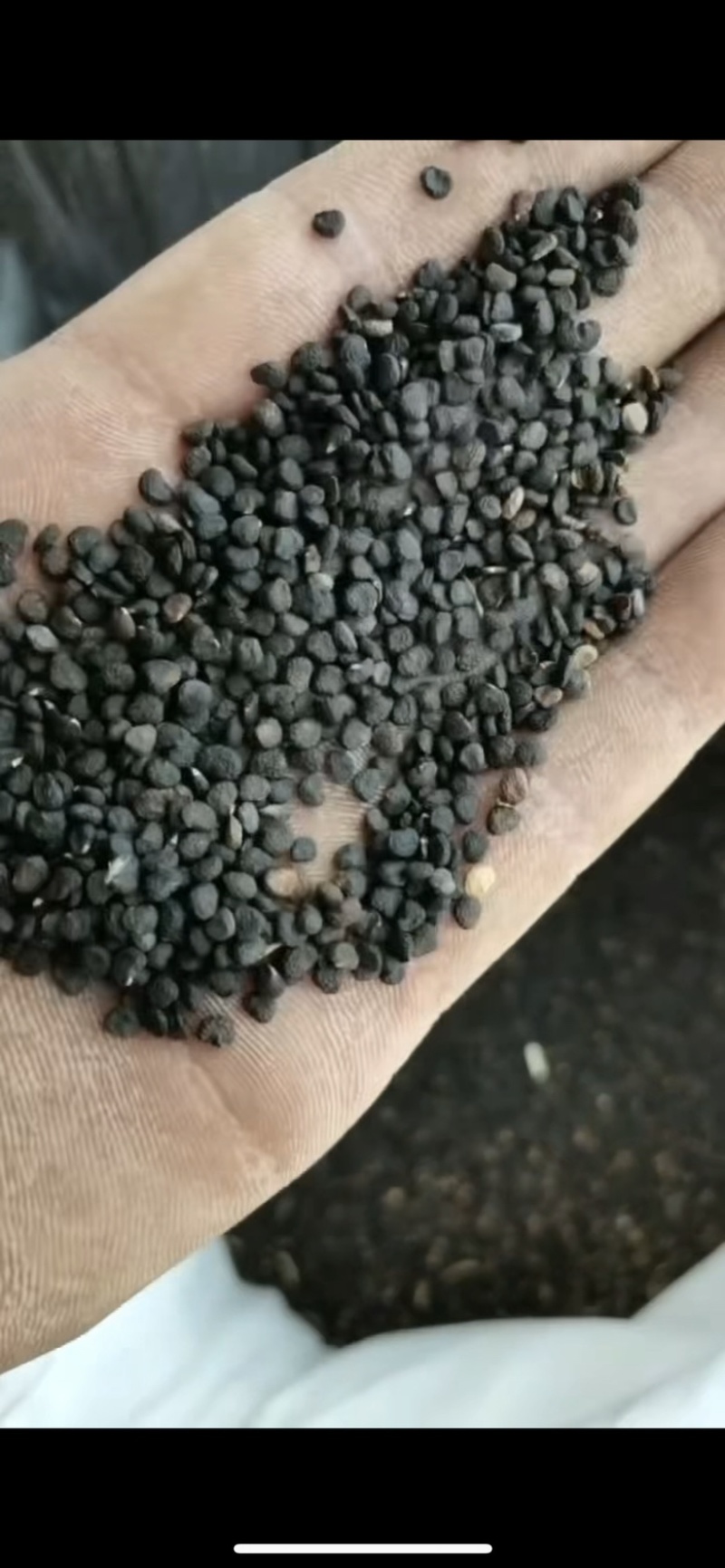 曼陀罗种子采收加工销售