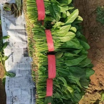 【实力推荐】精品菠菜大叶菠菜山东产地直供质量保证
