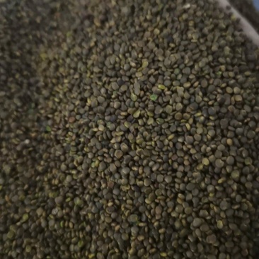沙苑子正品沙苑子泽润中药批发零售各种中药材
