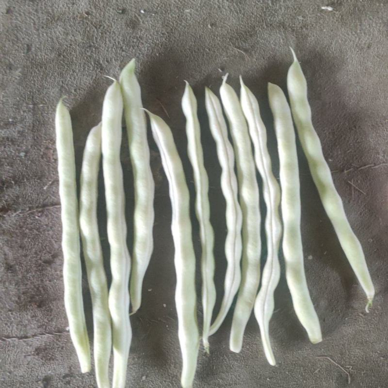 芸豆