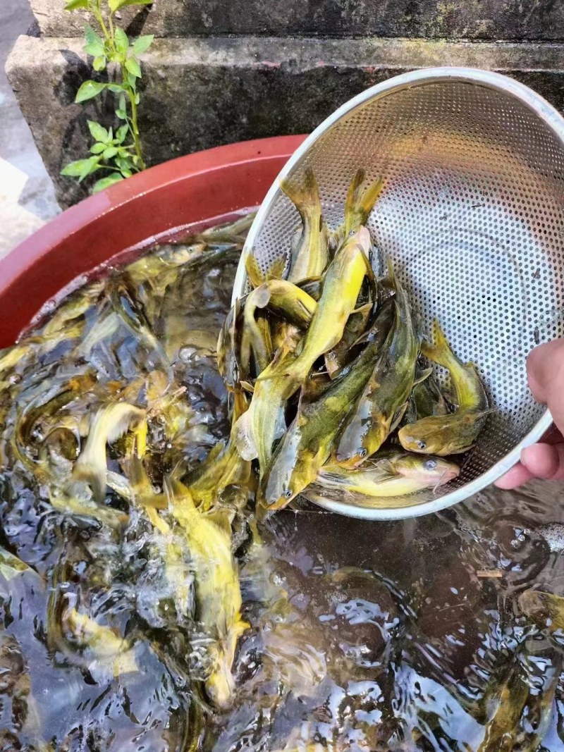 优质黄骨鱼鱼苗