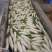 湖北白萝卜表皮干净无伤无裂无疤无黑点提供透明袋网袋有设备视频