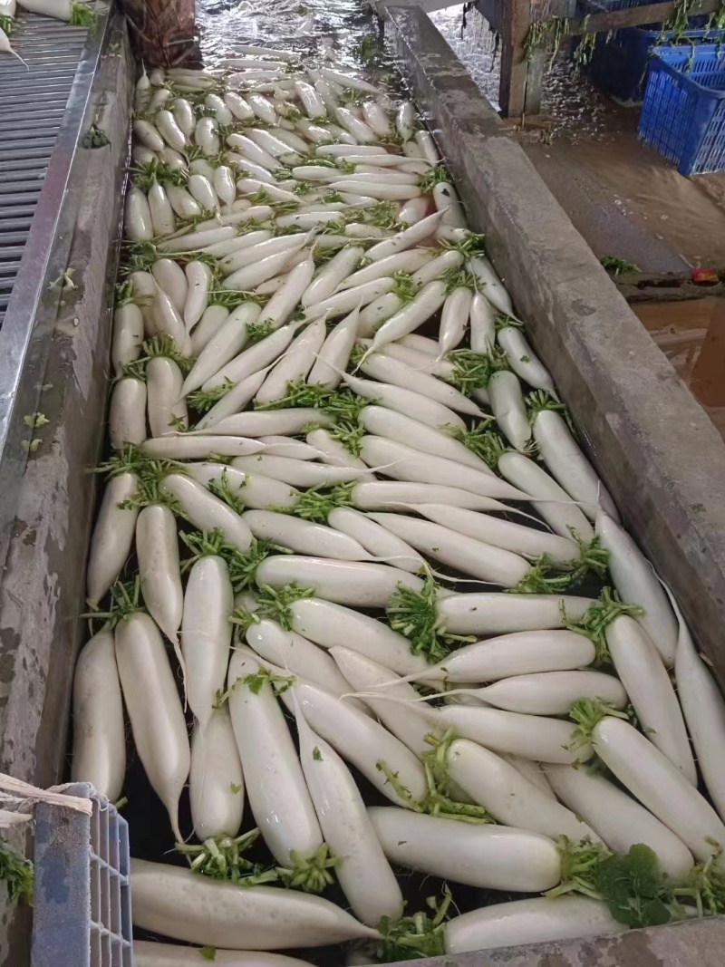 湖北白萝卜表皮干净无伤无裂无疤无黑点提供透明袋网袋有设备视频