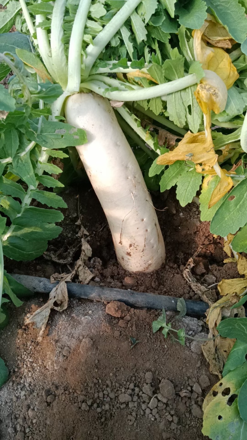 湖北白萝卜表皮干净无伤无裂无疤无黑点提供透明袋网袋有设备视频