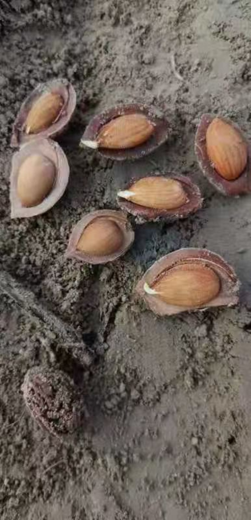 桃种子，山桃芽，毛桃芽，桃芽