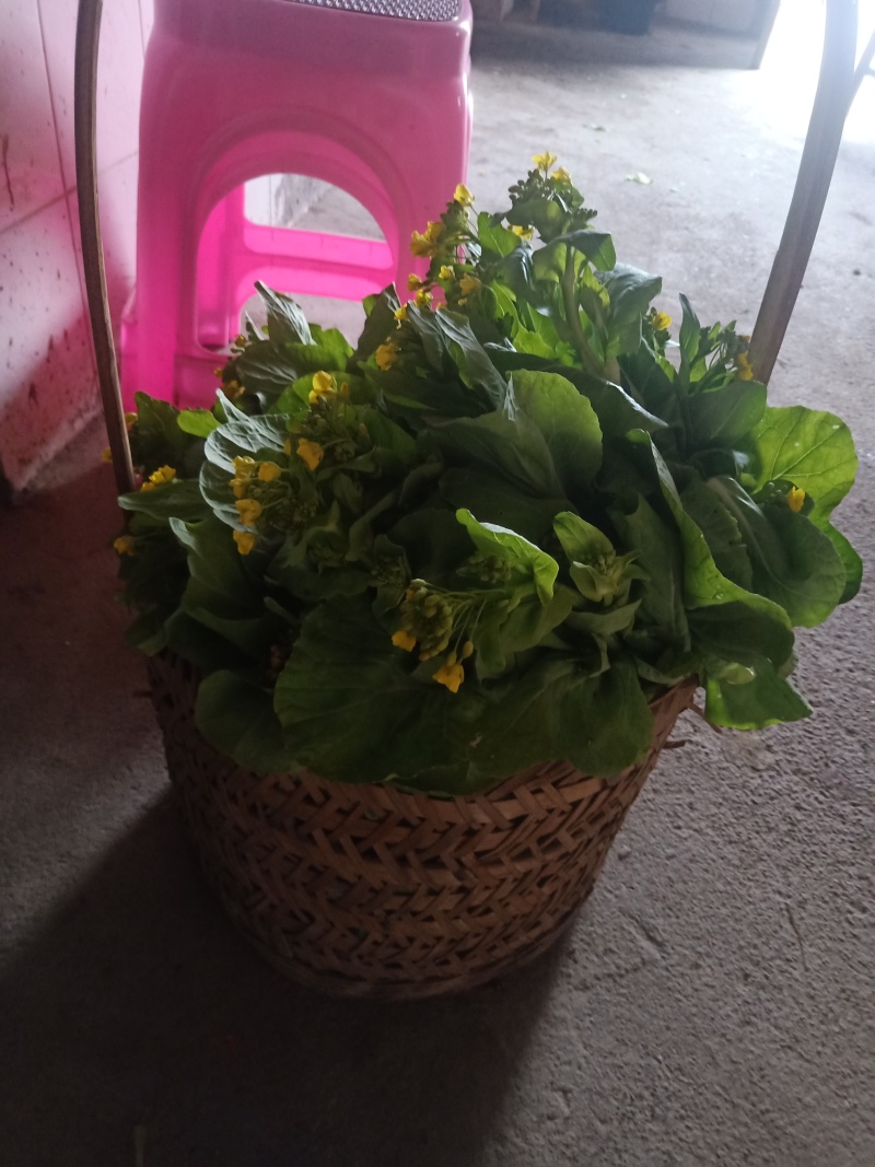 白菜苔