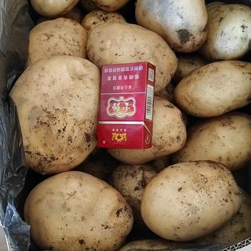丽薯、青薯、合作88土豆