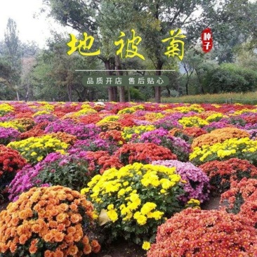 地被菊种子多年生宿根花花期长观赏绿化盆栽庭院花海阳台花卉