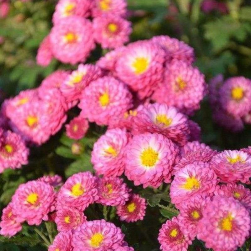 地被菊种子多年生宿根花花期长观赏绿化盆栽庭院花海阳台花卉