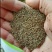 地被菊种子多年生宿根花花期长观赏绿化盆栽庭院花海阳台花卉