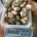 各规格鲍鱼肉，黄金鲍各种鲍鱼制品量大价格从优欢迎来厂参观