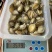 各规格鲍鱼肉，黄金鲍各种鲍鱼制品量大价格从优欢迎来厂参观