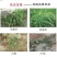 先达宝荚240克/升烯草酮春大豆田一年生禾本科杂草除