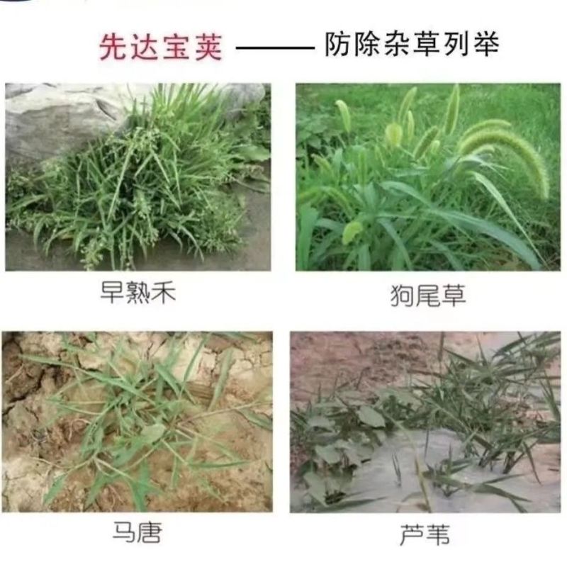 先达宝荚240克/升烯草酮春大豆田一年生禾本科杂草除