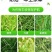 先达宝荚240克/升烯草酮春大豆田一年生禾本科杂草除