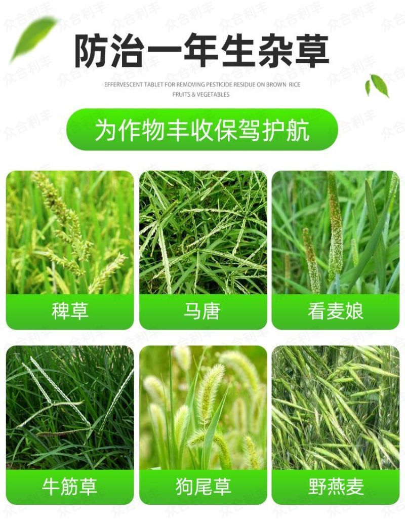 先达宝荚240克/升烯草酮春大豆田一年生禾本科杂草除