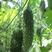 黑珍珠苦瓜种子疙瘩杂交一代黑苦瓜种子苦味适中瓜皮浓绿