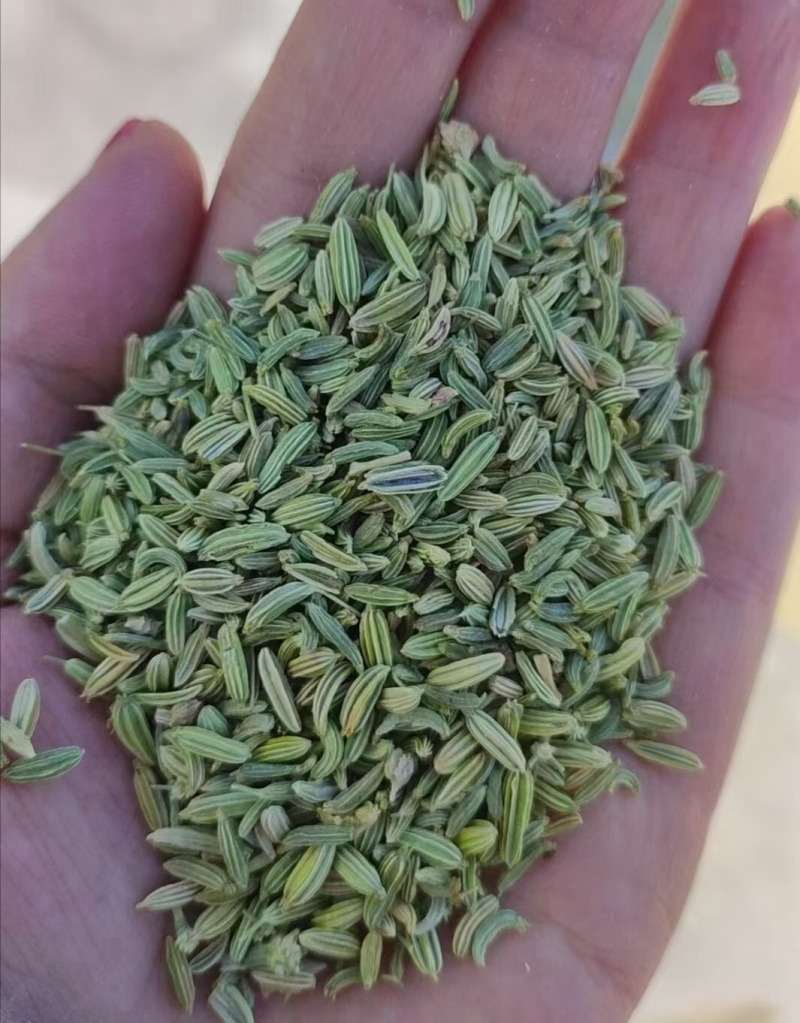 扁杆割茬小茴香种子大、小粒都有，货源充足、量大从优！