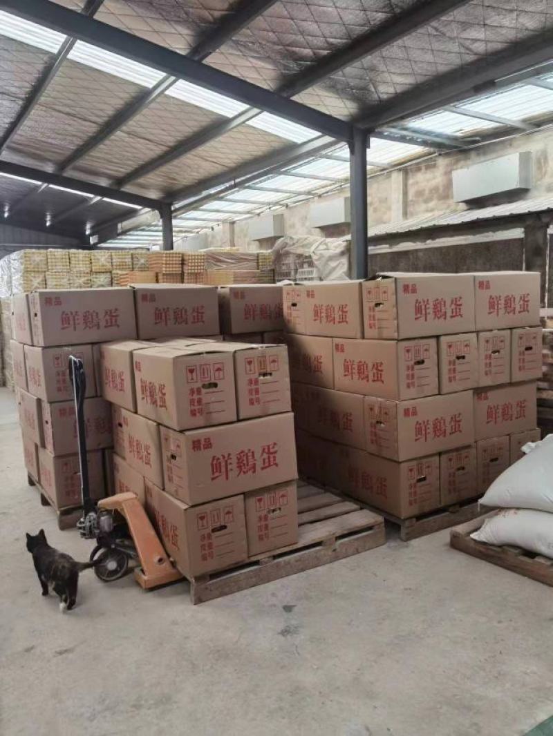 大量鲜鸡蛋白壳鸡蛋供应，湖北宜昌直发全年供货货源充足