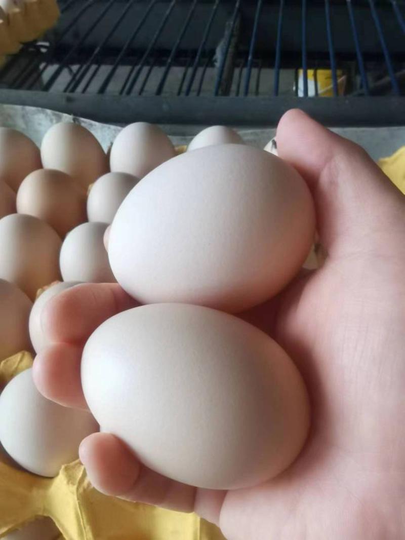 大量鲜鸡蛋白壳鸡蛋供应，湖北宜昌直发全年供货货源充足