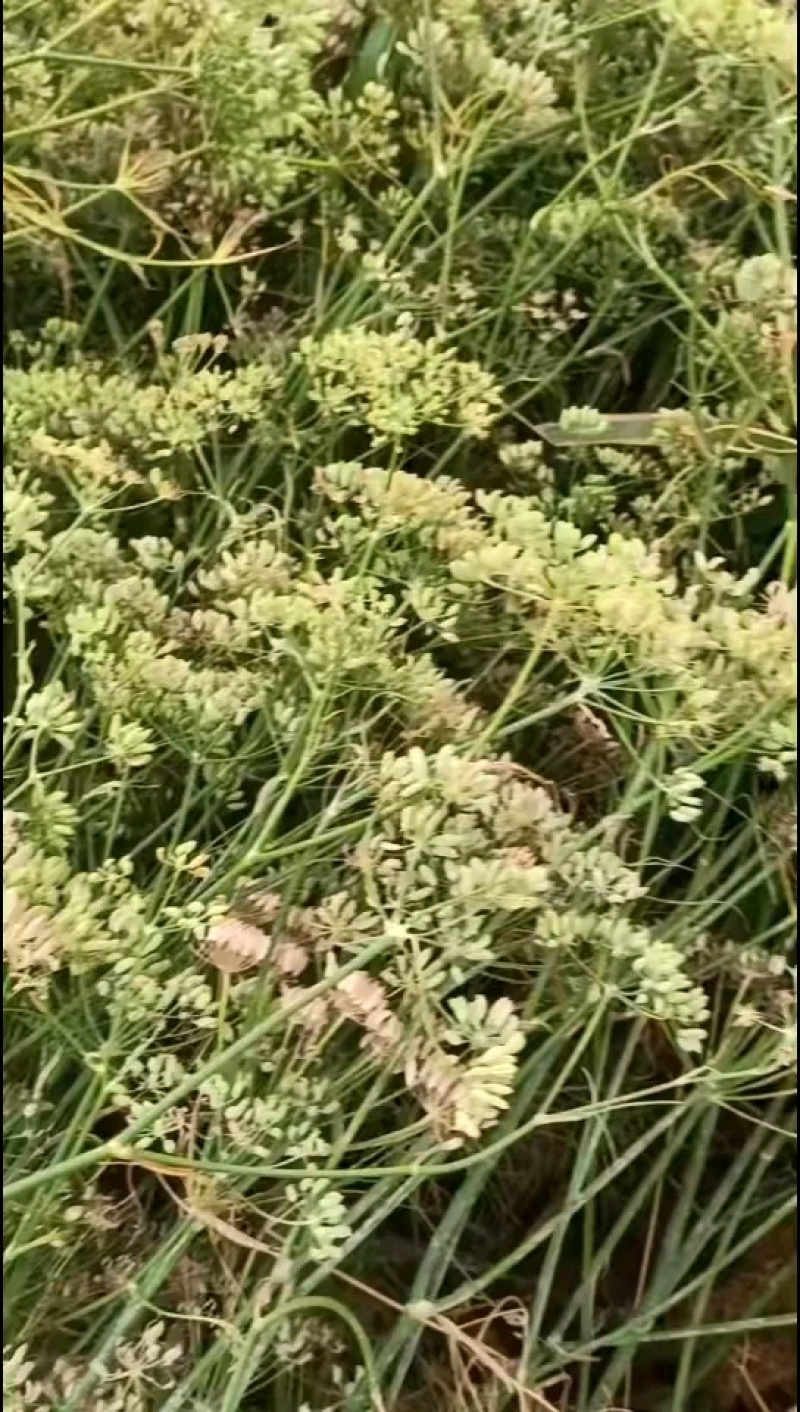 扁杆割茬小茴香种子大、小粒都有，货源充足、量大从优！