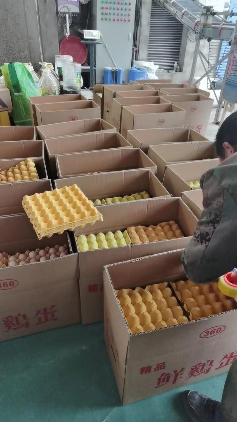 大量鲜鸡蛋白壳鸡蛋供应，湖北宜昌直发全年供货货源充足