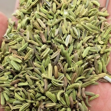 扁杆割茬小茴香种子大、小粒都有，货源充足、量大从优！