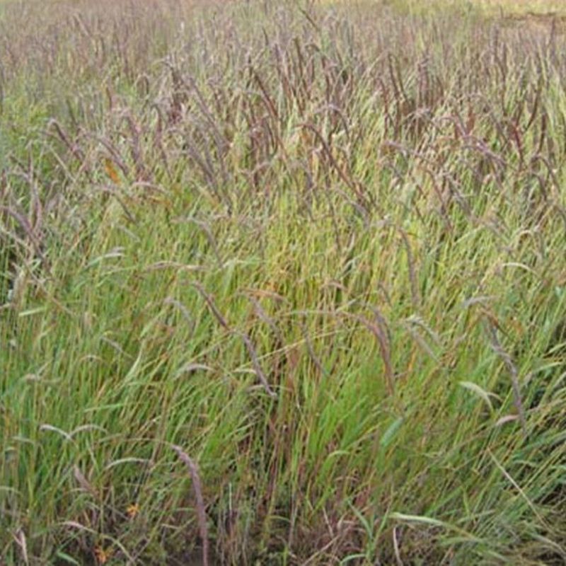 老芒麦种子，防沙固土饲用养殖牧草多年生耐寒耐旱园林绿化生