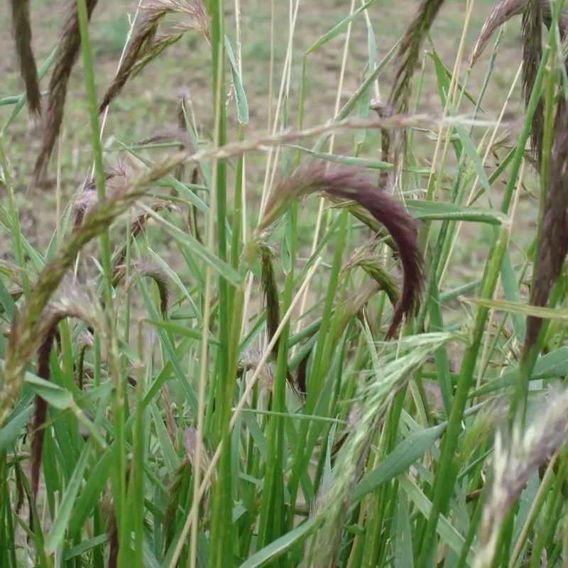老芒麦种子，防沙固土饲用养殖牧草多年生耐寒耐旱园林绿化生