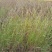 老芒麦种子，防沙固土饲用养殖牧草多年生耐寒耐旱园林绿化生