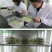 老芒麦种子，防沙固土饲用养殖牧草多年生耐寒耐旱园林绿化生